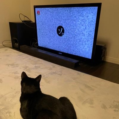 猫、映画、音楽が好きです❤️