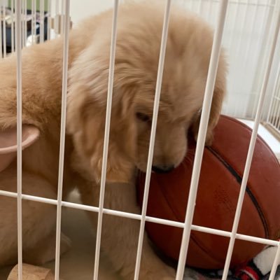 uta_gurouses's profile picture. 富山グラウジーズが好きな大学生です🏀⛹️‍♀️観戦できる日はできるだけ行きます💪✨