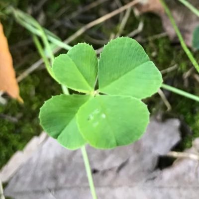 dokidokienjoy's profile picture. 