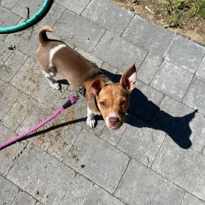 Dad to two humans and one Rat Terrier. Papa to five.