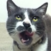 サイガ＠下手の猫好き(@johndog_saiga) 's Twitter Profile Photo