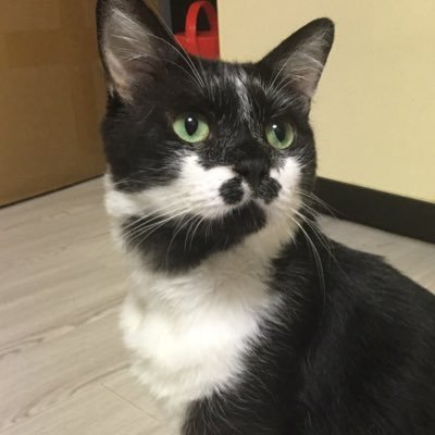 いおりさんのプロフィール画像