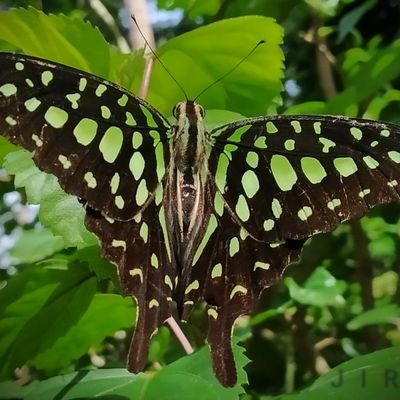 Amateur Butterfly Photographer📸🦋
Nature Lover 🌱🍄🍂🕊️
Proud Indian 🇮🇳
Dreams ✨ Goals 🌈 Belief 💫

#savebutterflies #titlituesday