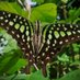 Jirana's Butterfly Kaleidoscope (@JiranaJithendr1) Twitter profile photo