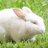 kavi_yarasi's profile image