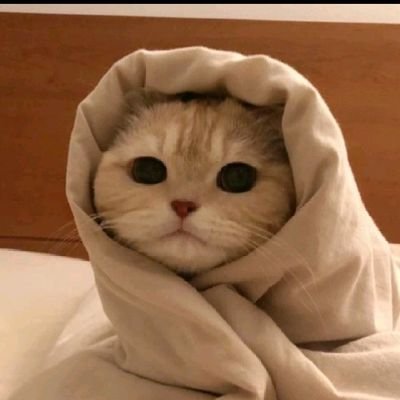 tweetxburcu's profile picture. 