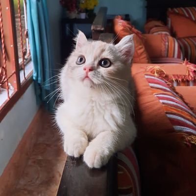 Spring9310's profile picture. Aiko ♡