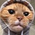 Elgatogor (@juancho02259180) Twitter profile photo Elgatogor (@juancho02259180) Twitter profile photo