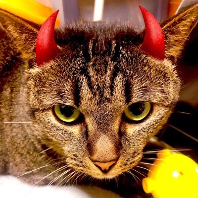 marumon_ama2's profile picture. トレンドの雑誌、Amazonお得商品をメインに配信します。 アマゾン売り上げ700件達成🎊1000件目標🚗1日30件‼️Amazonアソシエイト参加中🚩よろしくお願いします😎