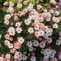 きらら【YouTube らきら】 (@etsukofumiayato) Twitter profile photo