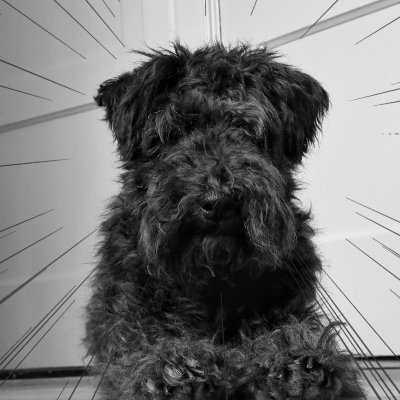 I am a Lakeland terrier with my own Insta, Fb, Twitter and a site. https://t.co/ulRZaKW7li