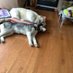 Mishka +Pheobe RIP Sandi & Shakespeare together (@anncarriere66) Twitter profile photo Mishka +Pheobe RIP Sandi & Shakespeare together (@anncarriere66) Twitter profile photo