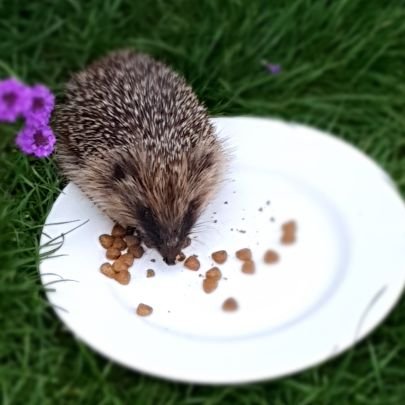 SpikySpines's profile picture. I am Holly the hedgehog, saved last year when I was a little hedgehog,now I'm very large. Thanks to the people who have helped me along the way 🦔