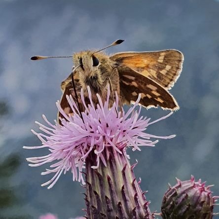 Conservation biology, agroecology, Common Agricultural Policy, Butterflies, citizen science, @iDiv, @ufz_de, @sciforfuture, @BUND_leipzig. Father of 2.