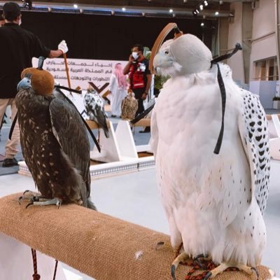 ⠀ . تبطـون ياعرب تلقون لوليفــي شبيه . ⠀⠀⠀ ⠀⠀⠀⠀⠀⠀ᑌᘚited ᗩяɑb ᕮmirɑteƨ 🇦🇪 ⠀⠀⠀