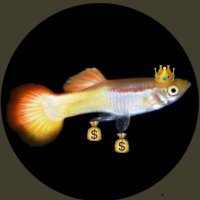 Börsguppyn(@borsguppyn) 's Twitter Profile Photo