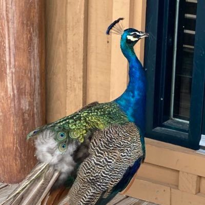 AvrumiMoe's profile picture. 