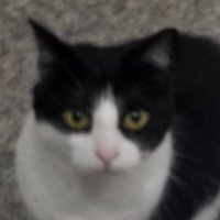 Jojo 🇨🇦 (@jojo01126306) 's Twitter Profile