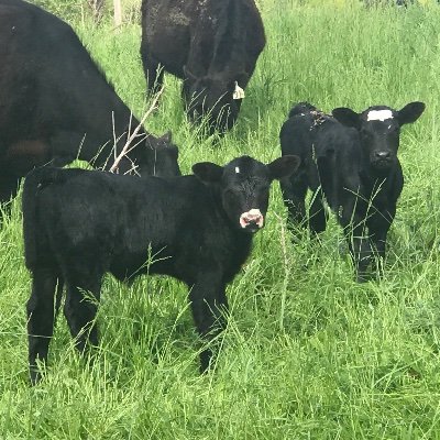 Producer of Angus & SimAngus seedstock cows & breeding bulls, utilizing AI breeding & embryo transfer since 2001. @BrentNemeth, owner. ✉️: sbnemofarm@yahoo.com.