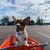 Tater Tot (@TatertheCorgi) Twitter profile photo