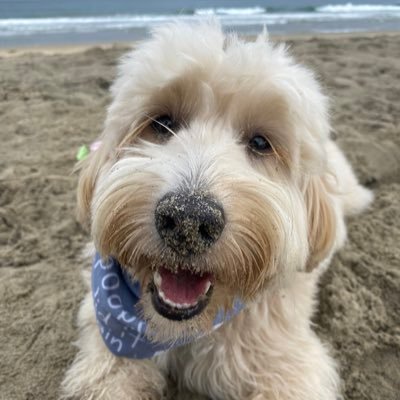 goldendoodle puppy BIG fan of ⚽️ balls, digging at tha beach & blueberries. can I pls lick ur👂🏼? Named after 🇦🇷 dish milanesa 🍗 | ABOLISH KILL SHELTERS