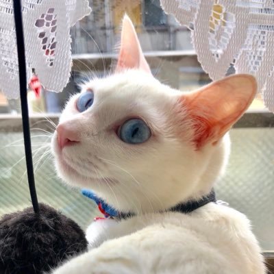 Twitter辞めよっと