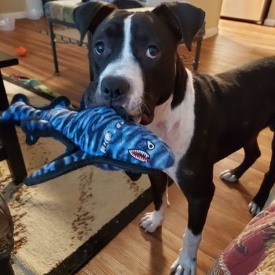 Former bait dog & abused stray with a loving new home, looking for some pet friends on Twitter. Loves fetch & my Mom. Pronouns: He/Him/Good Boy
WOOF. 🐕🐾