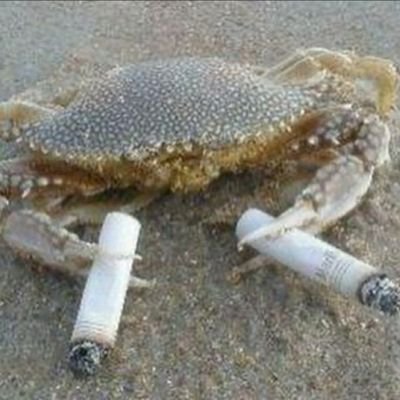 2DartCrab's profile picture. yeehaw