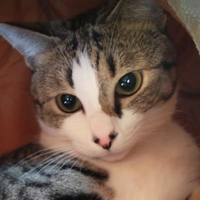 保護猫の男の子で名前はさぶろうです。2020.9生まれ。よろしくおねがいします。
他にゲーム(Switch)、ミニマリストなど