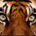 BH Tigers GBB (@bhladytigers) Twitter profile photo BH Tigers GBB (@bhladytigers) Twitter profile photo