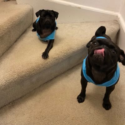 We are the Newcomb pugs. So far Arabella, Jett, and Norma Jean, and we are SPOILED ROTTEN, and deserve it for how cute and playful we are. #pug, #happy, #play