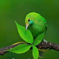 inLove காதலில் (@bowarrows0521) 's Twitter Profile
