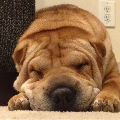 ForceIsTheKing1's profile picture. 