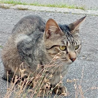 Mgrb1n1ZChgk9oq's profile picture. タブレットで登録したアカウントが機器の解約で消えました。スマホで録します。元まいたかです。