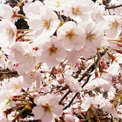 luchecat's profile picture. 🗝時々鍵掛けます🐱🌸🍀♠️♦️🎀🐶🐰🐻🧸🐣🍓🍒💝♪🌈