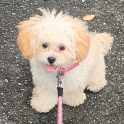 cocoandpupu's profile picture. 🐰ここちゃん #ネザーランドドワーフ 2歳半の女の子🐶ぷーちゃん #ペキプー 6ヶ月の女の子