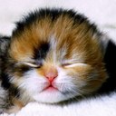 Sara Ernst - @amimallover123 - Twitter