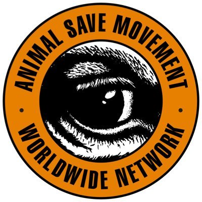 We bear witness to animals at slaughterhouses with the aim of creating vegan activists & switching these facilities to plant based.