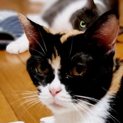 沼津猫カフェ Twitter Search Twitter
