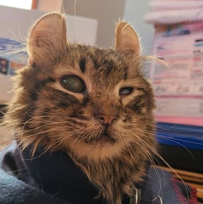 匣ヌコさんのプロフィール画像