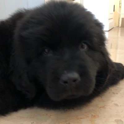 IngridManceau's profile picture. 