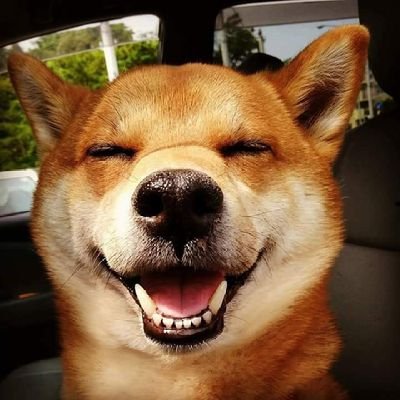 shibakote729's profile picture. 宝物は愛する嫁と虎鉄(2024年6月28日お空組)そして、弟として虎吉がやって来まし

2014年の夏に大動脈解離＆敗血症で4ヶ月の闘病生活から帰って来ました。
B型解離だから裂けた大動脈とお付き合い、、、

ヘルプマーク利用者なので認知&理解を求めてます。

職業
小説家
漫画アニメ特撮研究所
昭和アニソン研究所所長