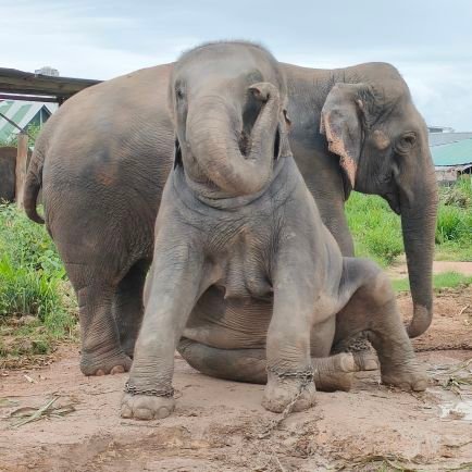 ช้างตกงานพัทยา elephant pattaya ผลไม้ออนไลน์ให้ช้างตกงาน2เชือกพังพี่ต่ายพังน้องโมตะกร้าละ50คะแนน ธ.กรุงไทย 7510234212 น้อย ศาลางาม ตายายขอบคุณมากๆนะครับที่เมตตา