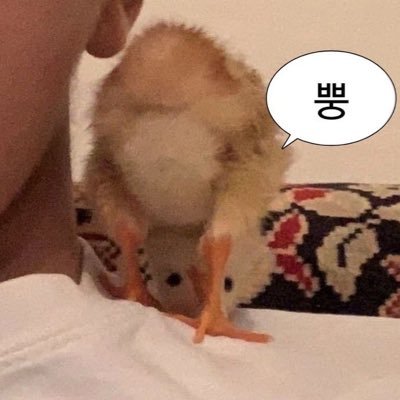 바쁜 모쭉さんのプロフィール画像