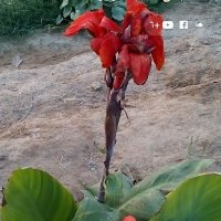 مالك الزوبعي (@y3l1hv69tyouhk3) 's Twitter Profile