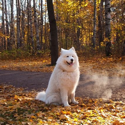 MarinMAPNH's profile picture. どーぶらえうーとら！