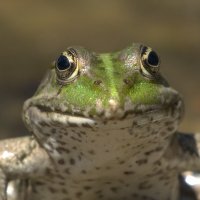 Slimey frog face 🐸🍃💚🍃🗑🚮🚯 (@frogslimey) Twitter profile photo