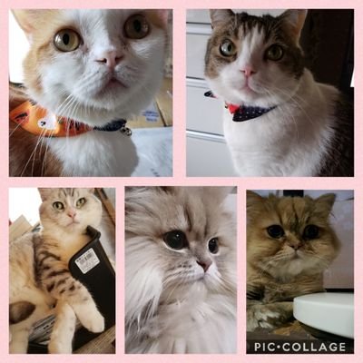 5🐈️の写真を紹介していきます🎵ネコ好きさんのフォローお待ちしてます。
🐾🐾🐾
れん　スコティッシュフォールド　オス

はる　チンチラシルバー　メス

さや　スコティッシュフォールド　メス

なつ　チンチラゴールデン　メス

りく　マンチカン　オス
🐾🐾🐾