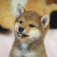 Sando the Shiba Inu (@sandoinu) 's Twitter Profile