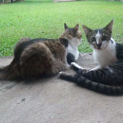 odeadth's profile picture. 